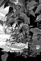 Black Bird Manga Volume 13 image number 1