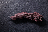 Jujutsu Kaisen - Special Grade Cursed Object: Ryomen Sukuna's Finger Proplica image number 5